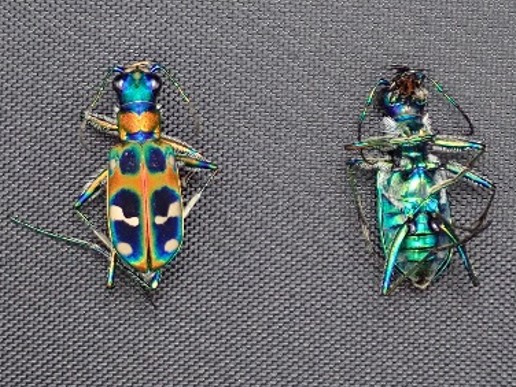 tiger beetle.jpg